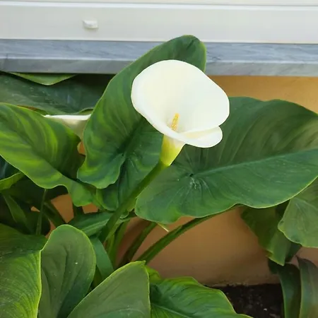 O Cantinho Do Sol Tatil Evi