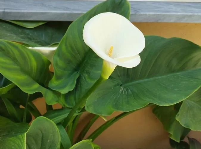 O Cantinho Do Sol 펜션